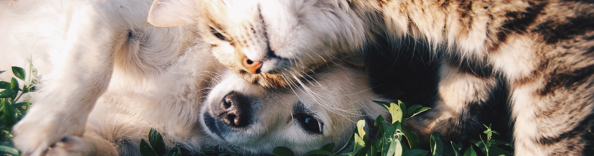 Hund und Katze auf Rasen – Unsplash https://unsplash.com/de/fotos/9gz3wfHr65U